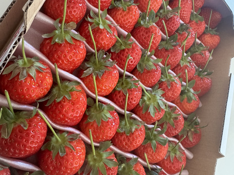 大切な方へイチゴで想いを届ける！「品種：恋みのり（3L以上）」（1.3kg）