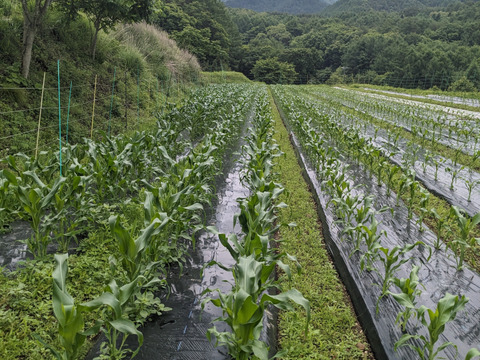 [自然栽培][訳あり8/21発送]朝採れ！程よい甘みのとうもろこし:キャンベラ