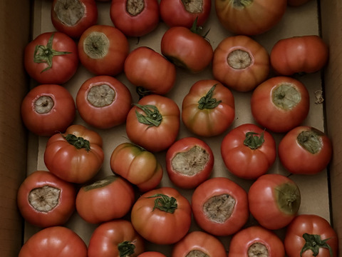 闇の下ト・マーレ【超絶訳あり】その美味さ悪魔的！？【調理向け】2kg