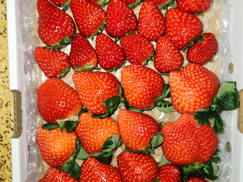 【みんなで食べ比べ】3品種以上の朝採り朝採り完熟苺（1ｋｇ）