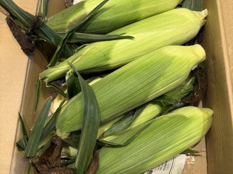 【生で食べられる】★★夏のご褒美★★ダントツの甘さ！田田-でんでん-の白とうもろこし【ブランド絹】｜朝採れの最高品を厳選してお届け！(8本/80サイズ)