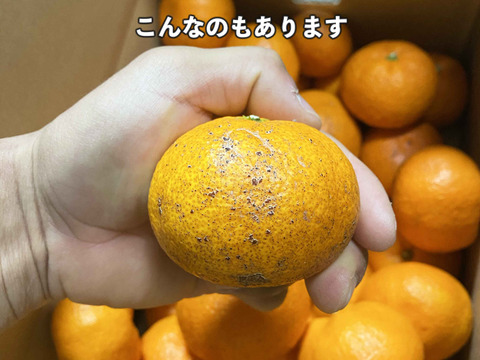 【愛媛県中島産】コクあるみかん！南柑20号　サイズ混合