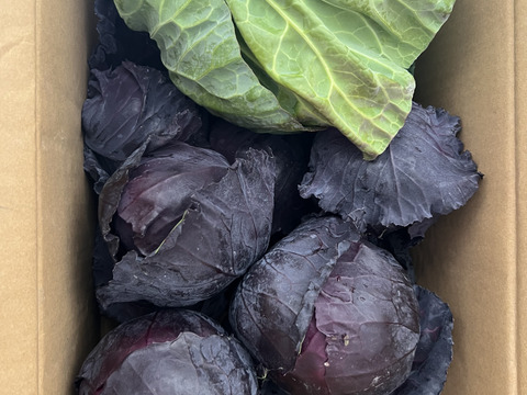 ミニ紫キャベツ　３キロ