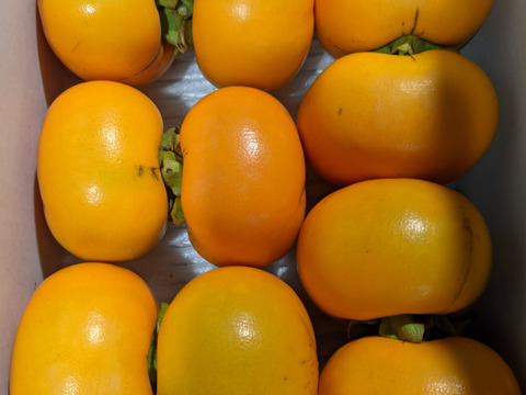 大人の渋抜き柿（ブランデー脱渋・平核無柿・家庭用）