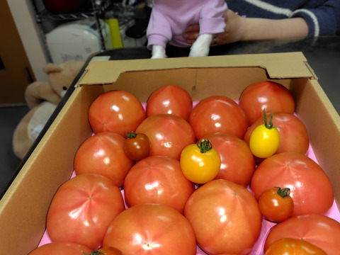 100％純トマト🍅4キロ箱【雪ちゃんトマト】桃太郎トマトL or Mサイズ