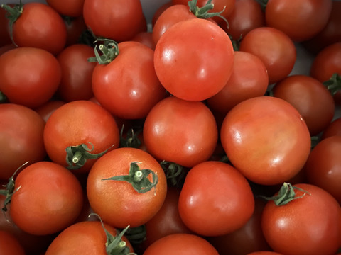 【Z1.8】皮が薄くジューシーな中玉フルーツトマト　ゼッピン娘(華おとめ)　1.8kg