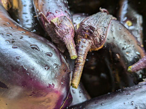 朝取り！　訳ありナス(筑陽)3キロ(15〜30本)