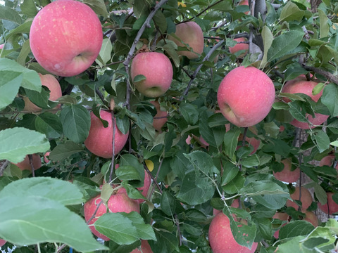 発送開始！完熟葉とらずサンふじ🍎約10㎏