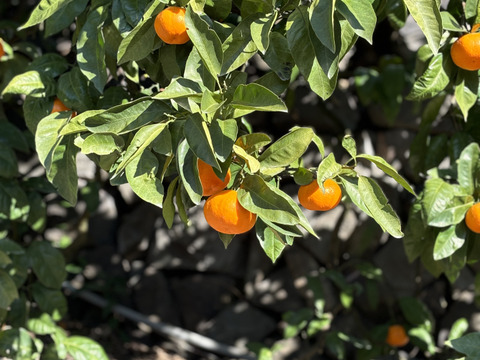 50％OFFセール‼️無添加果汁100%みかんジュース🍊2本セット