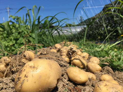 【予約割り中】【彩りセット】旬の野菜で美味しくモリモリ食べて健康に(2〜3人用)8〜10種【食べ比べセット】