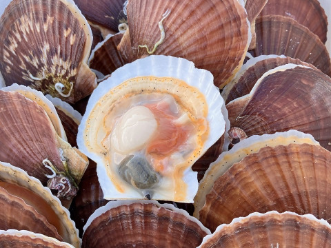 今が旬！！活ベビーホタテ2kg程度◆生きたまま発送◆