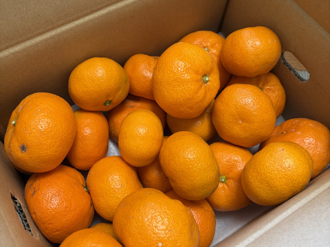 【訳あり】頂みかん3ｋｇ