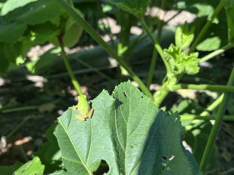 柔らかい！うまい！緑が映える『丸オクラ』500ｇ