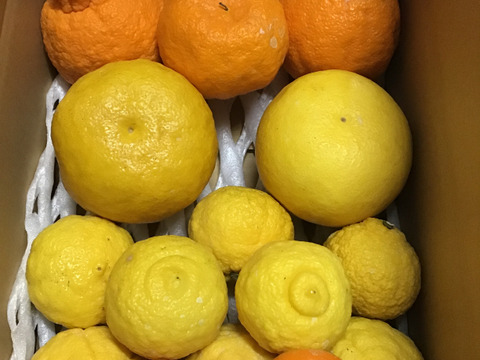 訳あり3点セット 不知火柑 パール柑 はるか オススメ 熊本県産 食べチョク 農家 漁師の産直ネット通販 旬の食材を生産者直送