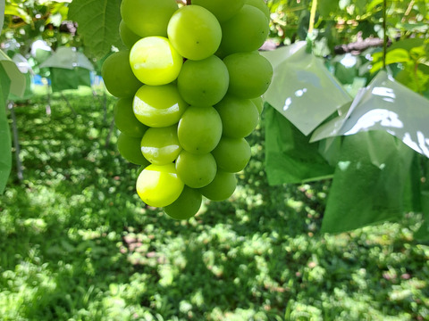 長野県産シャインマスカット　2房（約1.2kg）