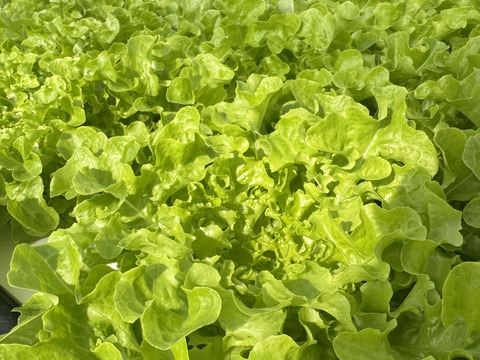 【新品種食べ比べ3種セット‼️数量限定】サラダはこのセットがあれば🆗レタスパーティーしませんか？ふわふわリーフレタス1株&フリルレタス1株　超赤強サニーレタス1株