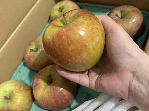 【旬のおまかせ】葉とらずりんご(無選別) 訳あり 約2.5kg(7-16玉)1~3種類 #NAX0B025