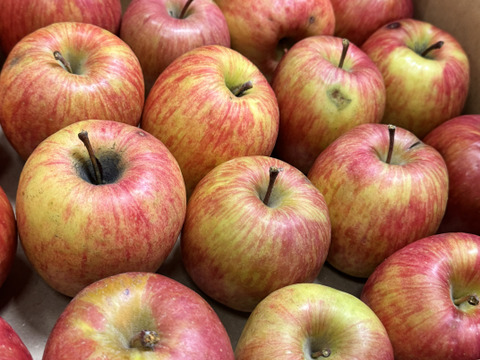 ★在庫限り★【訳あり・バラ詰め】まさゆめ🍎約4.5Kg　在庫限り　ふじの子供　希少品種　新品種　果汁たっぷり　流行の先取り　青森県産　数量限定