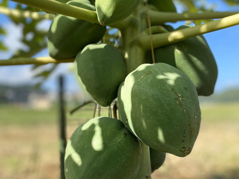 脂肪を分解！青パパイヤ　（１個600g以上）