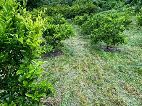 皮ごとOK！安心オーガニックレモン2Kg(和歌山県産有機JAS認証檸檬)