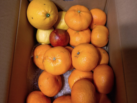 箱込約4㌔　甘平　愛媛県鉄板アイテム