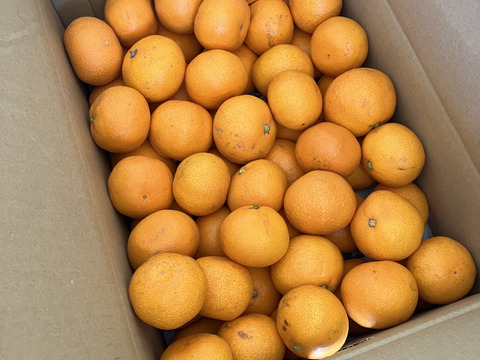 越冬蔵出しみかん　小玉5キロ　有田みかん