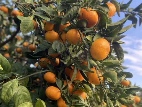 完熟冬みかん🍊　　　冬の寒さに耐えて樹上完熟みかん🍊甘ーいみかんです。酸味が欲しい方には少し物足りないかもしれません！