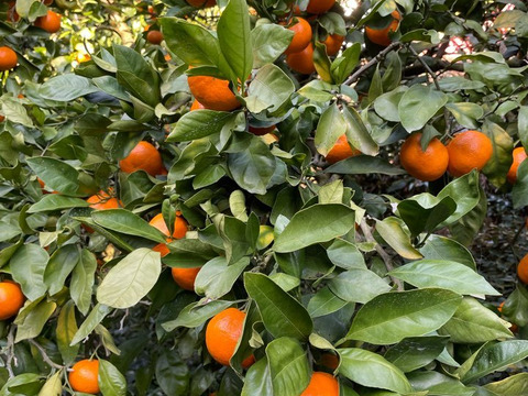 新食感！極甘！の希少品種　樹上熟成「木村早生」10㌔S〜Lサイズ混合