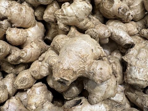 【親しょうが】きざんで、おろして、三州生姜を薬味にどうぞっ「500g」【小しょうが】