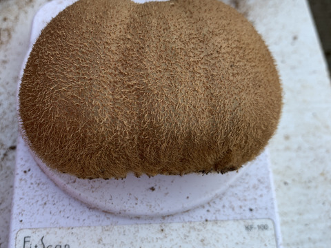 【10％増量中】えっ！これがキウイ？ あま〜い〈みつばちキウイ®〉家庭用 500g+50g（6～11個）農薬・化学肥料不使用