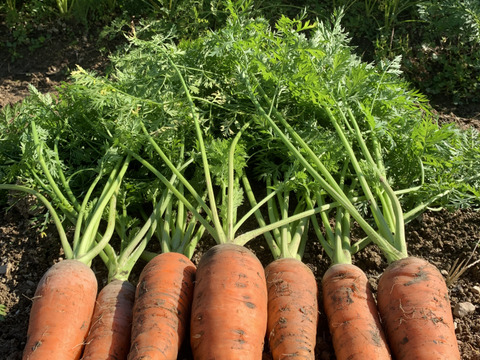 【自然農】旬の冬人参（4kg）無施肥・農薬不使用・自家採種・露路栽培・自然の恵100％