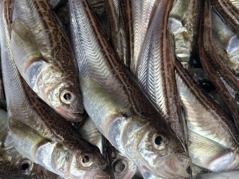 【ぶりこ好き集合！】特大ハタハタメスだけBOX1㎏