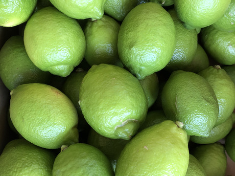 【シーズン開始！】オーガニックグリーンレモン2キロ（15個〜18個前後）今年最初の癒しの柑橘始まります！！