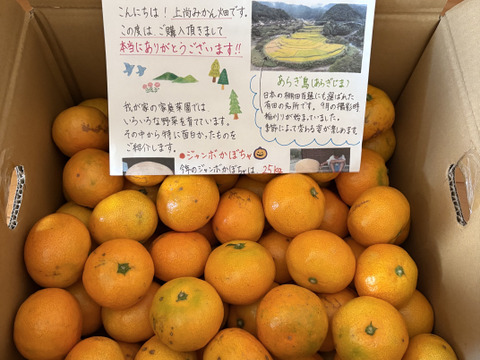 有田みかん【完熟ゆら早生】8kg（箱込）