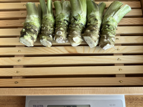 【朝採り当日発送】120年守る安曇野の湧水育ち。希少な「葉わさび1kg」＆お試し生わさび（ご家庭用・100g)セット