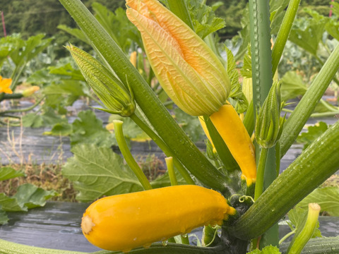 【新鮮でみずみずしい】京都産ズッキーニ　1kgセット（緑のみ4〜6本）