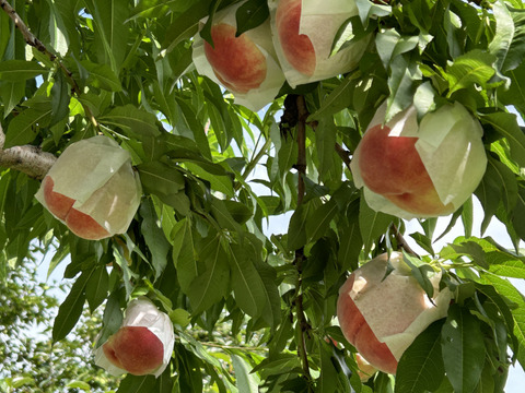 硬めのモモがお好きなあなたへ！　なつっこ　（ご家庭用1.4kg）