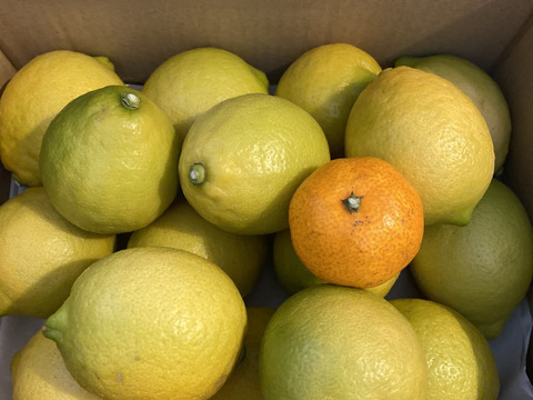 【有機JAS認証】オーガニックレモン2キロ（15個〜18個前後）極上の香りに癒されませんか？「今年もいよいよ始まります！！！」