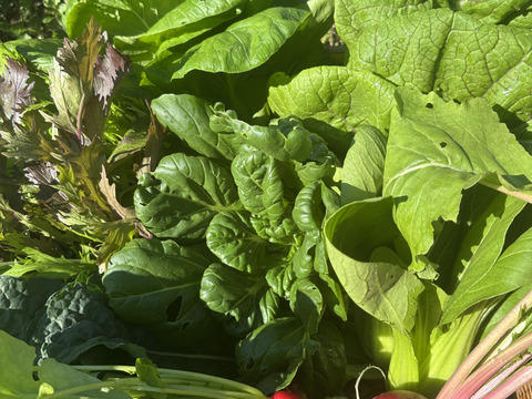 【箱いっぱいにお届け！】農薬不使用キラピカ旬野菜BOX11〜12品、朝穫れ農の島＊大三島＊よりお届け！