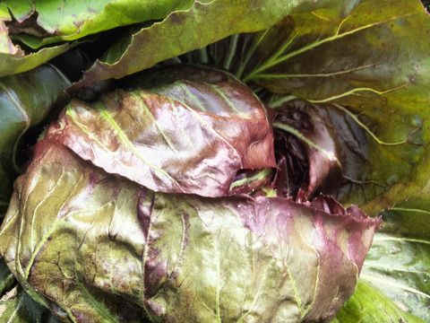 長崎県産トレビス（ラディッキオ）2個入り