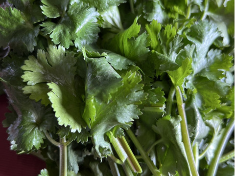 パクチー　コリアンダー　500g  群馬県東吾妻町産