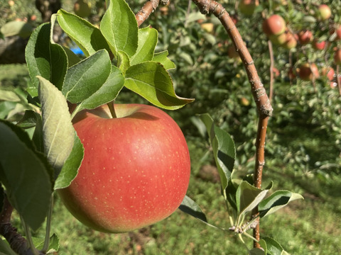 県外のスーパーなどに並ばない冬獲り完熟りんご‼︎今年も完熟の証【いぼりりんご】が仕上がりました◎青森県産蜜入り葉取らずサンふじ３キロ　大玉中玉8個〜11個