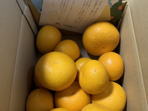 ★あなたの常識が変わる！プリプリジューシーなさつき八朔🍊（樹上超熟八朔）麗品 4kg