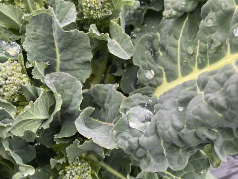 【期間限定⭐️】アレッタ（ケール🍃×ブロッコリー🥦）１kg