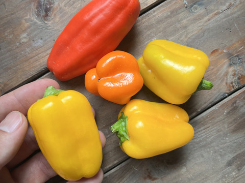 ちょっとめずらしい夏野菜セットS 【5-6種】　農薬不使用栽培