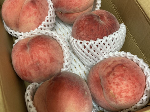 8月運命の出会い⁉️【67品種の桃を栽培】品種は何が届くかお楽しみ！白桃1.5㎏