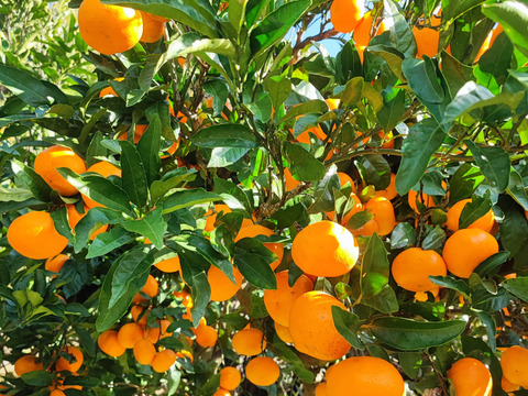 ゆらみかん ふつうからちいさめ9.5kg　12/15-12/20頃発送予定