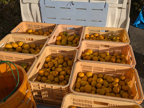 果汁たっぷり「はれひめ」3kg 「愛媛県産」