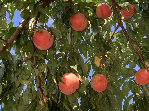 甘くてジューシー⭐︎桃源郷福島の『小さめあかつき』（３kg箱12〜15個）【本州の方限定】