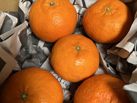 【人気２品種食べ比べ】せとか＋甘平 各1kg 家庭用